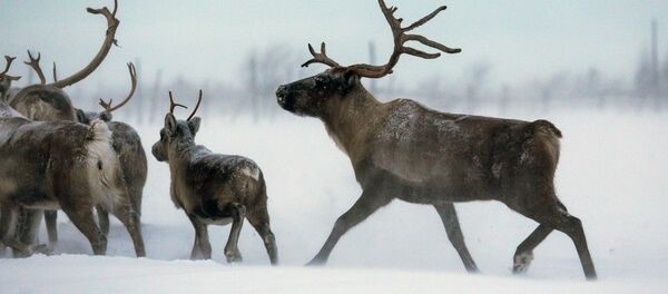 Олени. Архивное фото Олени. Архивное фото - Sputnik Кыргызстан