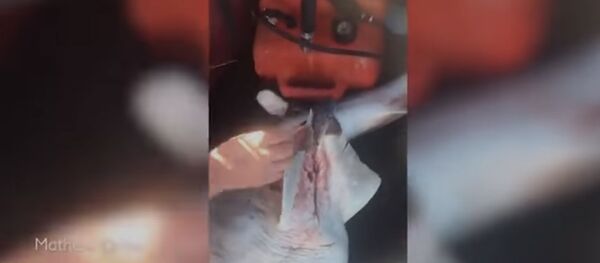 Рыбак сделал кесарево мертвой акуле и спас 100 ее детенышей. Видео - Sputnik Кыргызстан