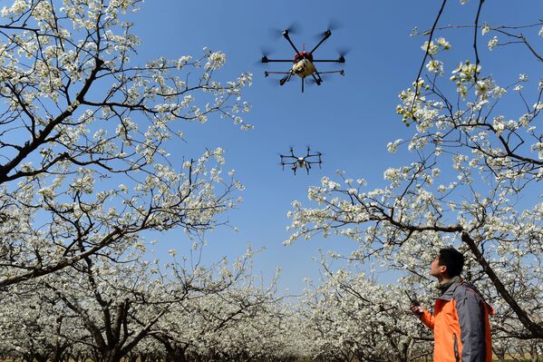 Использование дронов для садоводства в округе Цанчжоу - Sputnik Кыргызстан