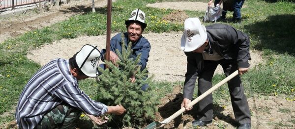 Посадка 80 саженцев деревьев в Оше Посадка 80 саженцев деревьев в Оше - Sputnik Кыргызстан