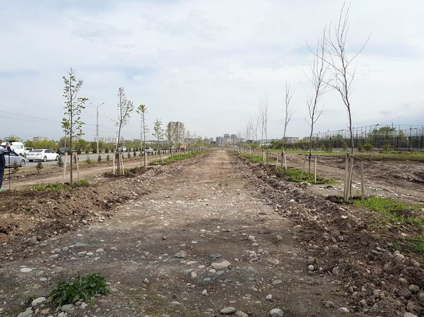 Импортные саженцы в Южной магистрали Бишкека Импортные саженцы в Южной магистрали Бишкека - Sputnik Кыргызстан