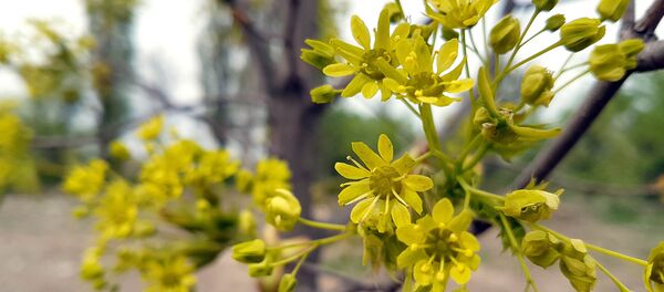 Импортные саженцы в Южной магистрали Бишкека Импортные саженцы в Южной магистрали Бишкека - Sputnik Кыргызстан