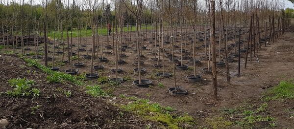 МП Зеленхоз при мэрии Бишкека выращивает собственные саженцы - Sputnik Кыргызстан