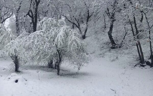 В нескольких селах Аксыйского района Джалал-Абадской области минувшей ночью выпал снег - Sputnik Кыргызстан