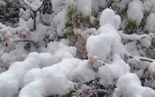 Снег выпал в айыльных округах Кашка-Суу, Кызыл-Туу, Кара-Суу и Жерге-Тал. - Sputnik Кыргызстан