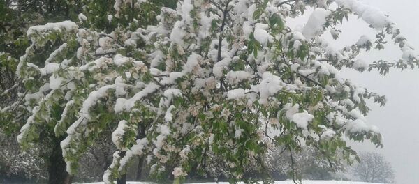 В Аксыйском районе 17-апреля выпал снег В Аксыйском районе 17-апреля выпал снег - Sputnik Кыргызстан