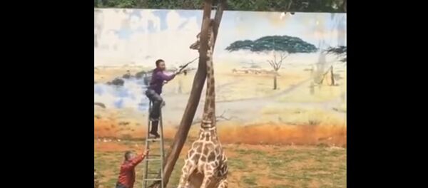 Капылет өлүм. Мойнун тырмайм деп бутакка кыпчылган акыра өлүп калды - Sputnik Кыргызстан