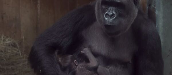 Горилла баюкает и целует новорожденного детеныша — очень милое видео Горилла баюкает и целует новорожденного детеныша — очень милое видео - Sputnik Кыргызстан