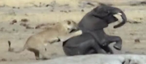 Смертельная схватка слоненка со львами в Зимбабве попала на видео - Sputnik Кыргызстан