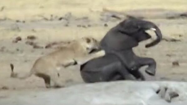 Смертельная схватка слоненка со львами в Зимбабве попала на видео - Sputnik Кыргызстан