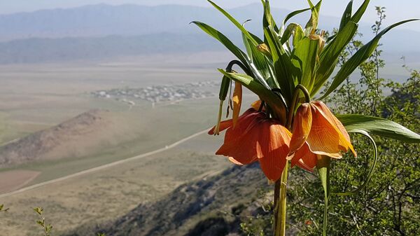 Цветок Айгуль растущий в Баткенской области. Архивное фото - Sputnik Кыргызстан