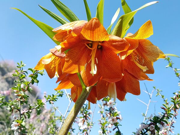 Разгар цветения краснокнижного растения Айгуль в Баткенской области - Sputnik Кыргызстан