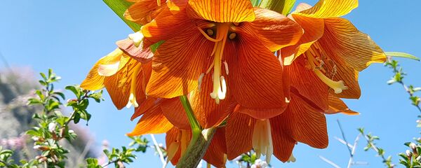 Разгар цветения краснокнижного растения Айгуль в Баткенской области - Sputnik Кыргызстан