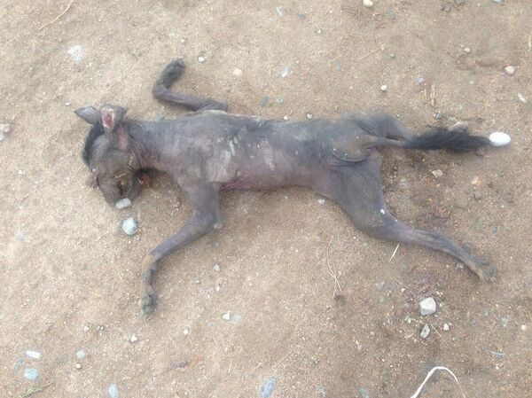 Обнаружение неизвестного животного в селе Челпек Иссык-Кульской области - Sputnik Кыргызстан