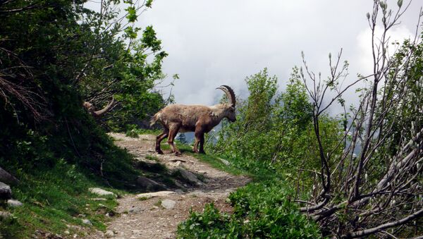 Дикие горные козы Альпийский козерог - Sputnik Кыргызстан