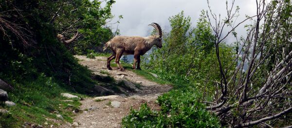 Дикие горные козы Альпийский козерог - Sputnik Кыргызстан