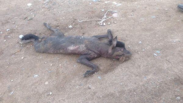 Жители Джеты-Огуза не могут понять, какое животное сбили на дороге. Видео - Sputnik Кыргызстан