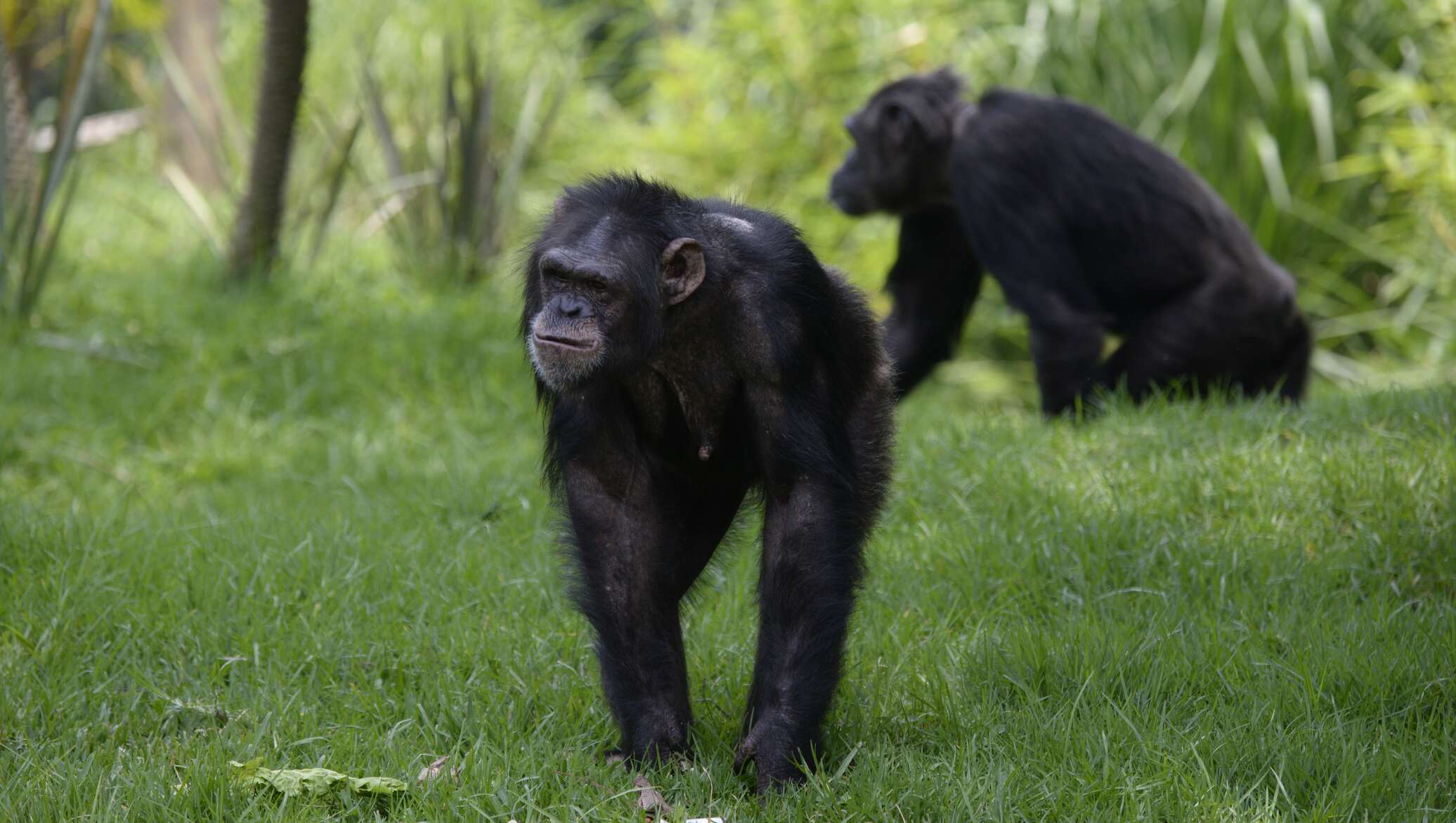 Обезьяна сталь. Глаза шимпанзе в Уганде. Стальная обезьяна.