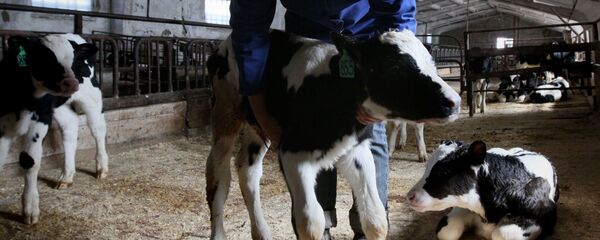 Ветеринар фермерского хозяйства осматривает телят. Архивное фото - Sputnik Кыргызстан