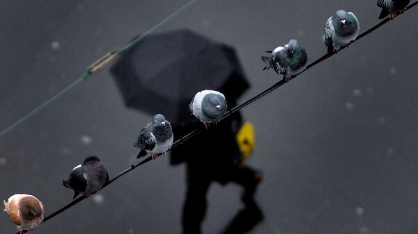 Голуби на фоне мужчины с зонтом во время дождя. Архивное фото - Sputnik Кыргызстан