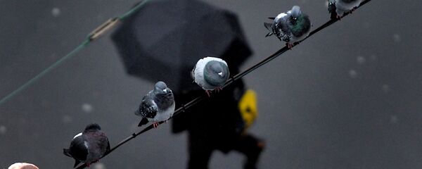 Дождь в Дюссельдорфе - Sputnik Кыргызстан