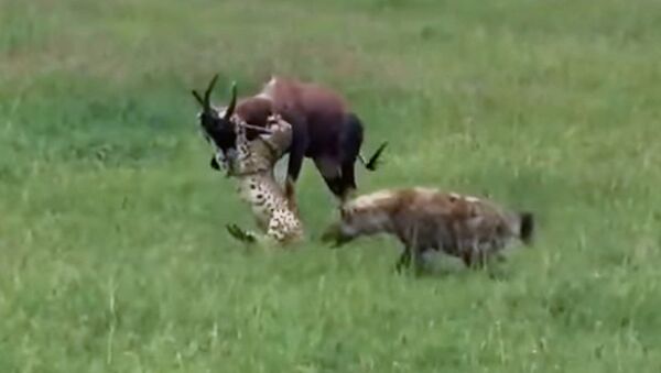 Антилопа против пяти гепардов и гиены — видео схватки появилось в Сети - Sputnik Кыргызстан