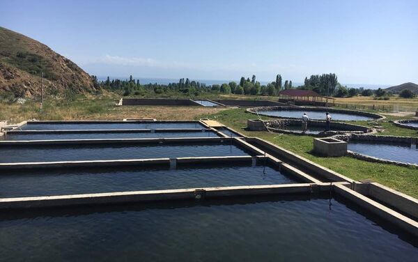Мээрбек Курманбек уулу: сейчас у нас 29 бассейнов. Площадь фермы составляет 1,8 гектара - Sputnik Кыргызстан