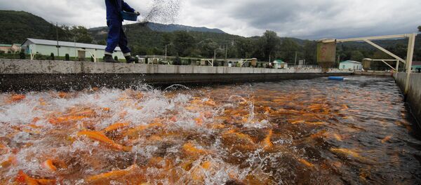 Племенной форелеводческий завод Адлер - Sputnik Кыргызстан