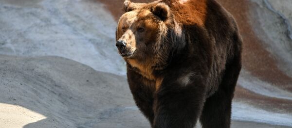 Аюу. Архив - Sputnik Кыргызстан