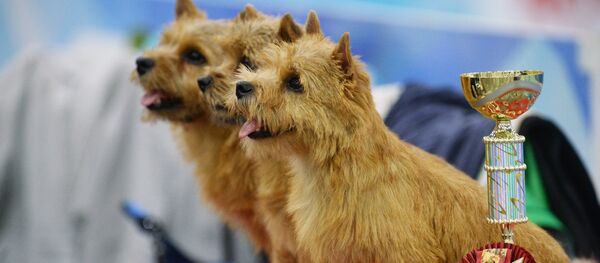 Выставка собак Евразия-2018 - Sputnik Кыргызстан