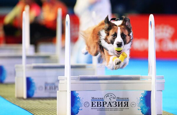 Выставка собак Евразия-2018 - Sputnik Кыргызстан