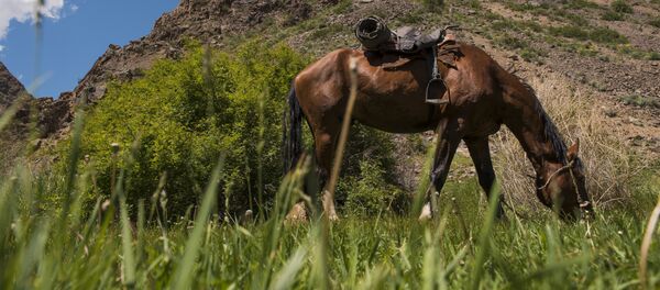 Жайлоодо жүргөн жылкы. Архив Жайлоодо жүргөн жылкы. Архив - Sputnik Кыргызстан