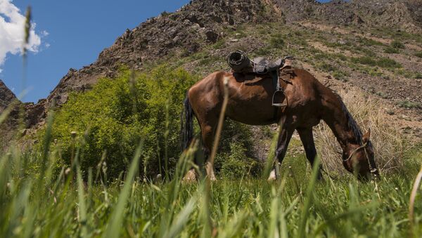 Лошадь. Архивное фото - Sputnik Кыргызстан