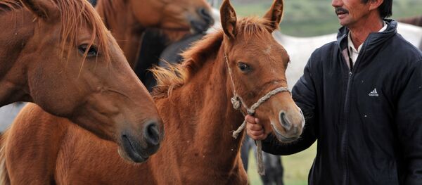 Кулун жетелеп бараткан адам. Архив Кулун жетелеп бараткан адам. Архив - Sputnik Кыргызстан
