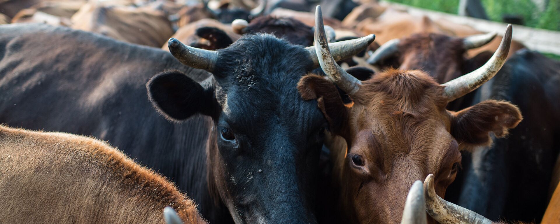Короодогу уйлар - Sputnik Кыргызстан, 1920, 13.03.2026