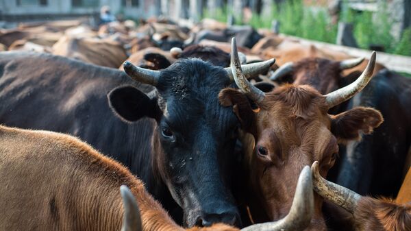 Короодогу уйлар - Sputnik Кыргызстан