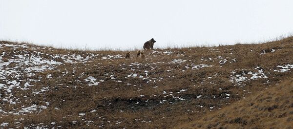 Медведица с детьми и горные козлы — это видео снято в Кыргызстане - Sputnik Кыргызстан