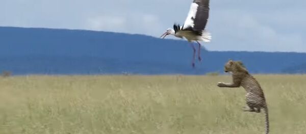 Фантастический прыжок леопарда вслед за улетающей птицей сняли на видео - Sputnik Кыргызстан