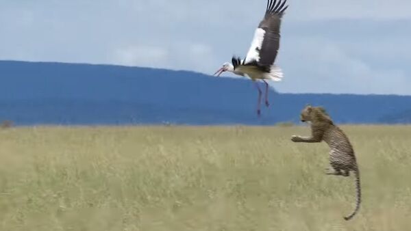 Фантастический прыжок леопарда вслед за улетающей птицей сняли на видео - Sputnik Кыргызстан