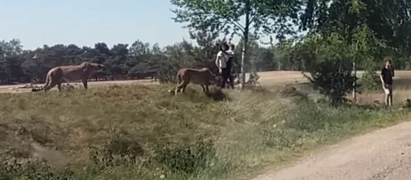 Туристы с младенцем на руках чудом спаслись от гепардов — видео Туристы с младенцем на руках чудом спаслись от гепардов — видео - Sputnik Кыргызстан