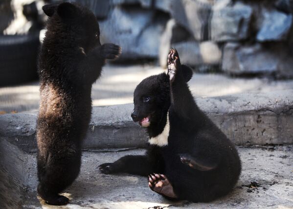Гималайские медвежата в Новосибирском зоопарке - Sputnik Кыргызстан