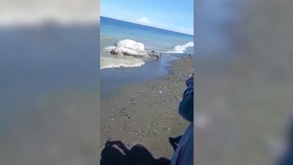 Похоже на инопланетное — на берег Филиппин вынесло загадочное существо. Фото - Sputnik Кыргызстан