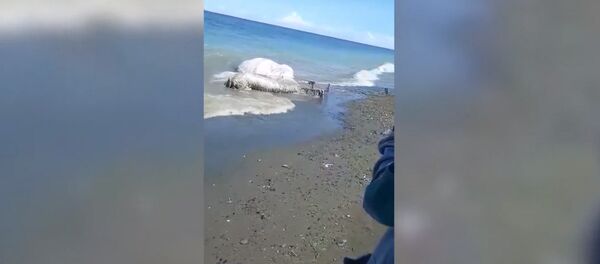 Похоже на инопланетное — на берег Филиппин вынесло загадочное существо. Фото Похоже на инопланетное — на берег Филиппин вынесло загадочное существо. Фото - Sputnik Кыргызстан