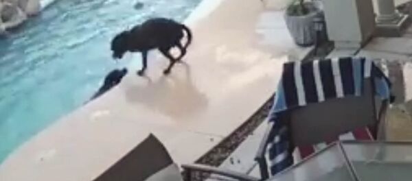 Не оставил в беде — пес нырнул в бассейн, чтобы спасти тонущего сородича Не оставил в беде — пес нырнул в бассейн, чтобы спасти тонущего сородича - Sputnik Кыргызстан