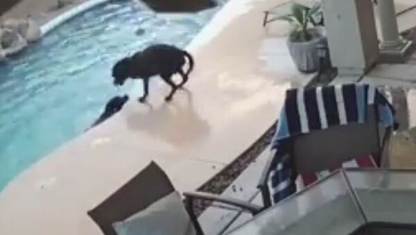Не оставил в беде — пес нырнул в бассейн, чтобы спасти тонущего сородича - Sputnik Кыргызстан