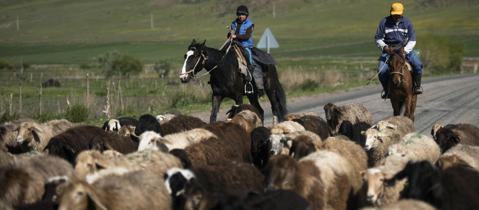Чабаны пасут овец. Архивное фото - Sputnik Кыргызстан, 1920, 04.05.2021
