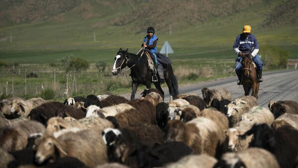 Дети на лошадях пасут овец в Таласской области. Архивное фото - Sputnik Кыргызстан
