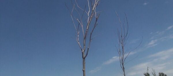 Около 30 саженцев, закупленных для Бишкека по 9 тыс сомов, засохли. Видео - Sputnik Кыргызстан