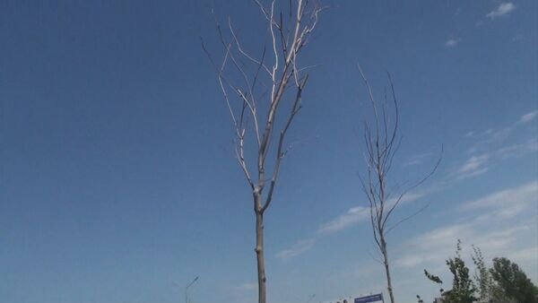 Бишкек: куурап калган 9 миң сомдук 30га чукул көчөттүн видеосу - Sputnik Кыргызстан