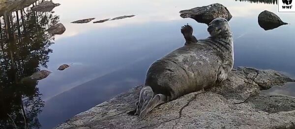 Нерпа аны тартып жатканын көрүп, канатын булгалап камерага түштү. Видео - Sputnik Кыргызстан